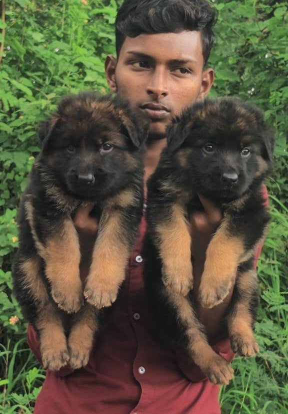 German Shepherd puppy for adoption In Pune
